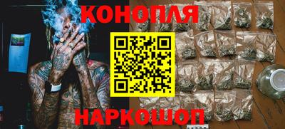 сатива Новозыбков